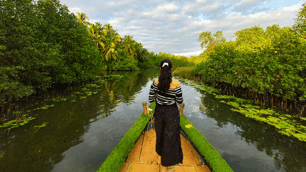 Honnavara Mangrove Boardwalk